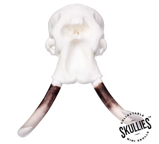 Skullies Miniature Resin Replica - Elephant Skull Skullies