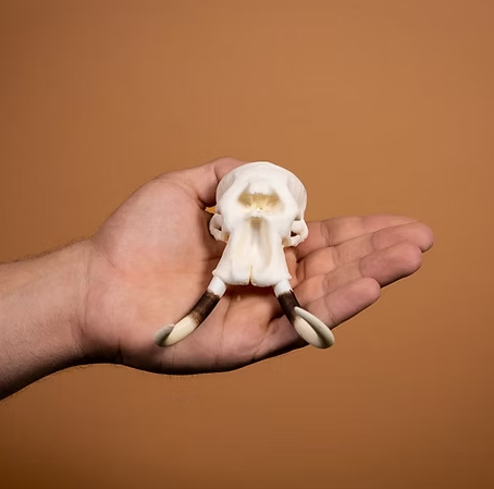 Skullies Miniature Resin Replica - Elephant Skull Skullies