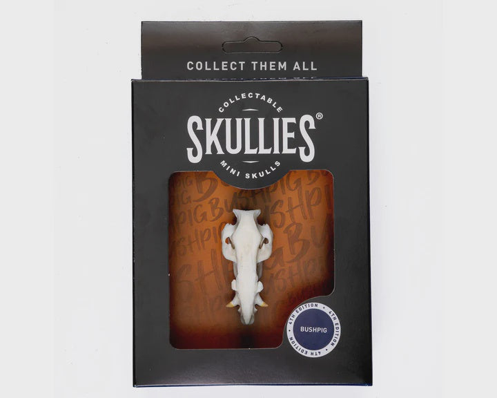 Resin Skullies - Miniature Bush pig Skull Skullies